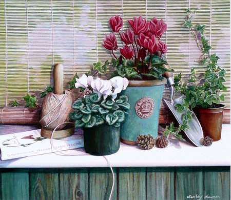 Cyclamens and Ivy - pretty, pots, blinds, shelf, pine cones, flowers, tools, string, gardening