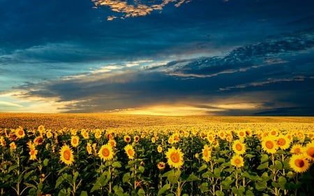 Golden Dawn - sky, sunflowers, dawn, golden