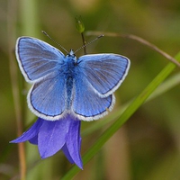 Little blue bell