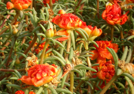 Red moss rose - nature, red moss rose, flowers