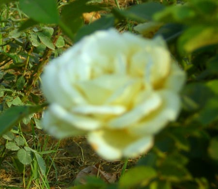 Rose - flowers, rose, nature, beautiful