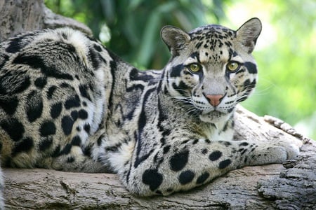 Clouded Leopard