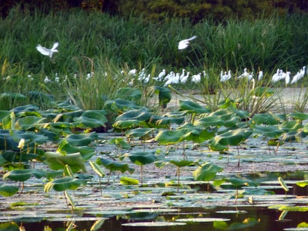 Coming in for a landing - birds, lily pads, flying, swamp, lake, egrets