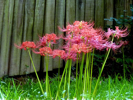 Spider lilies - lilies, fence, lily, pink, spider lilies, flower