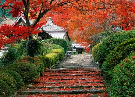 Oriental Steps - oriental, steps, red, leaves