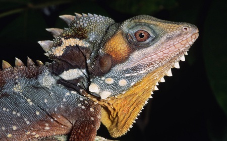 Iguana - cold blooded, colourful, reptile, iguana