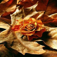 Autumn Rose