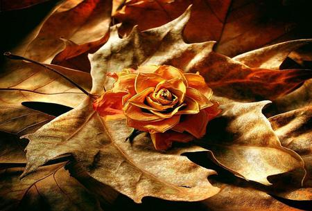 Autumn Rose - rose, nature, leaves, autumn