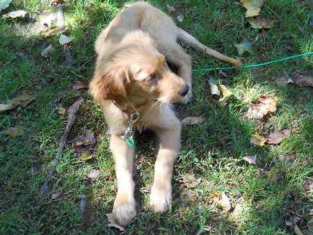 What's he see? - cute, dog, puppy, golden retriever