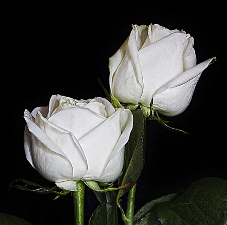 Virgin Roses - white, sexy, roses, hot, beautiful, virgin