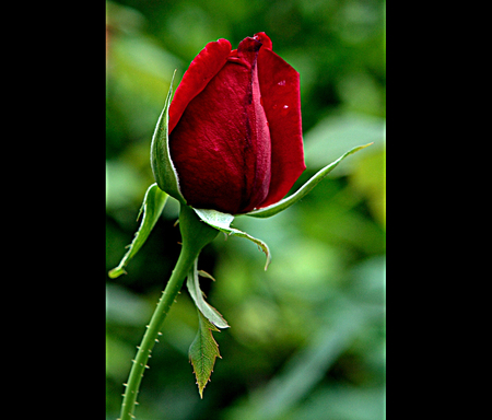 Scarlet rose - sexy, hot, red, green, flowers, rose, scarlet