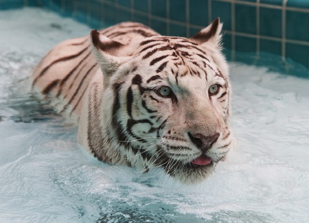 Jacuzzi Cat - water, tiger, cat, jacuzzi