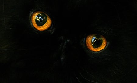 cat eyes - bright, cat, staring, eyes, black