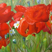 Poppies