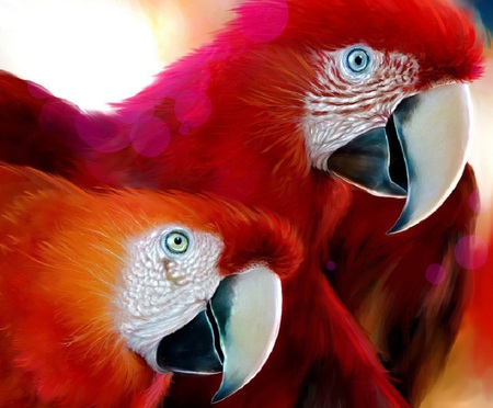 A Pair of Polly's - parrots, feathers, birds, beaks