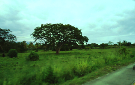 I Take This Picture - littltmissgothic, nature, picture, blue, green, day, tree, yesterday