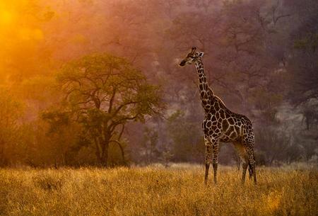 Good morning Africa - morning, plain, grassland, africa, giraffe, sunrise, gold glow