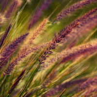 grass
