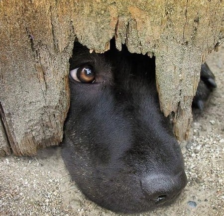 I Am Here - black, fur, look, dog, fence