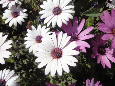 flower - white, flower, beautiful, rain