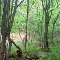 arasbaran forest in iran-tabriz