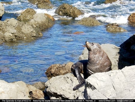 Sea Lion Resting - water, clear, ocean, mammal, rocks