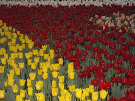 love tulips - lovely, yellow, pink, red