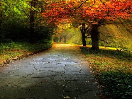 Colored walkway - trees, sun rays, yellow, forest, orange, fallen leaves, autumn, red, green, walkway