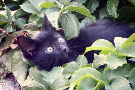 Fillet Cleo - black, green, cute, eyes, cats, animals