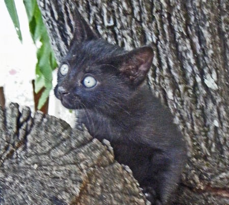 Nen Cleo - black, green, eyes, cats, tree, animals