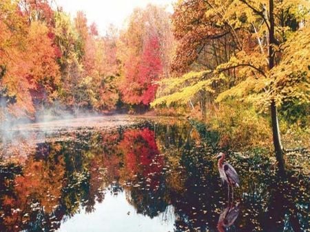 on heron pond - autumn, pond, trees, heron