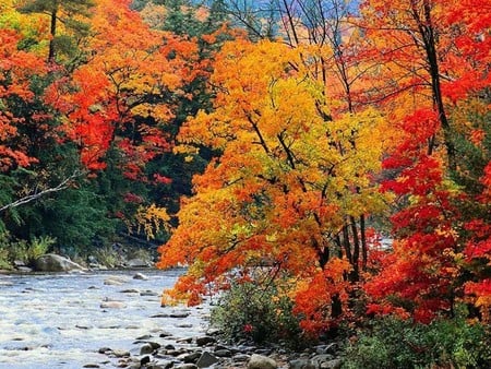 autumn at it's brightest - trees, fall colors, river