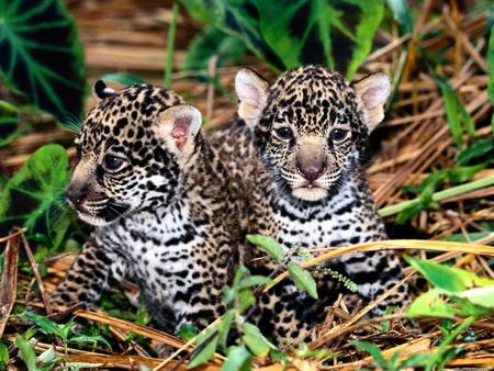 leopard cub - leopard, cub, cat, animals, jaguar