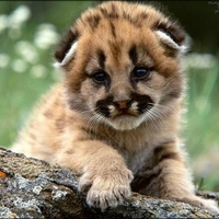 cub puma