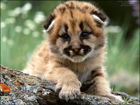 cub puma - cub, animals, puma