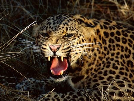 leopard - cat, leopard, animals, jaguar