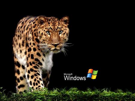 leopard XP - leopard, windows, jaguar, technology, cat, animals