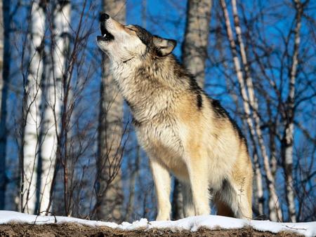 Iberian Wolf - wolf, spain, iberian, animals, dogs