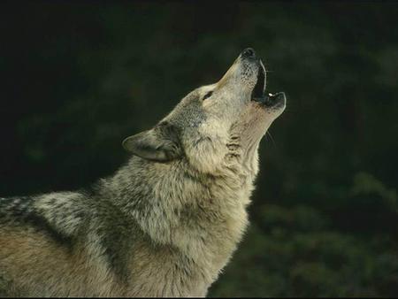 Iberian Wolf - wolf, iberian, animals, dogs, spain