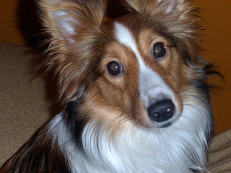 miniature sheltie - miniature, funny, sheltie, beautiful