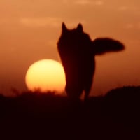 Wolf walking to the Sunset