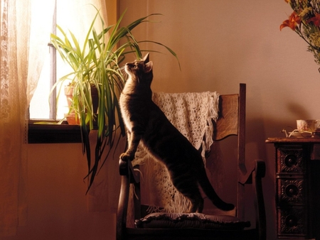 Will My Owner Come Back? - feline, cat, animals