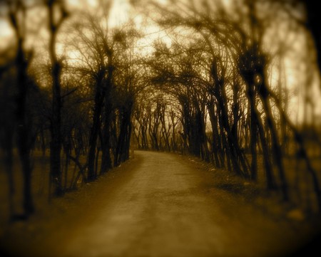 Don't Take The Long Way - sepia, trail, trees, photography