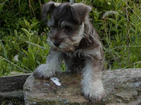 Pepper on a rock - rock, grass, puppy, park