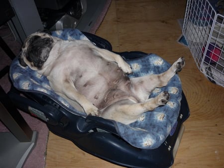 Cami relaxing - pugs, funny pugs