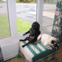 Our Pug Kirby using Max as a prop 