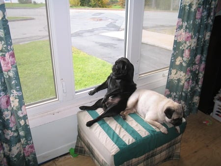 Our Pug Kirby using Max as a prop  - funny pugs, pugs