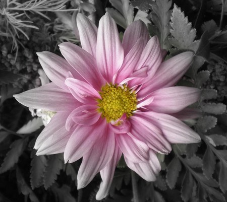 Mum Flower - nature, mum, photography, black and white, flower, pink