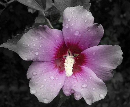 Focal Flower - focal flower, nature, pink, black and white, flower