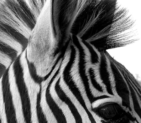 Zebra Upclose - white, zebra, photography, animal, black